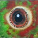 Augenblick eines Papageis Acryl auf Leinwand;
30 x 30 cm